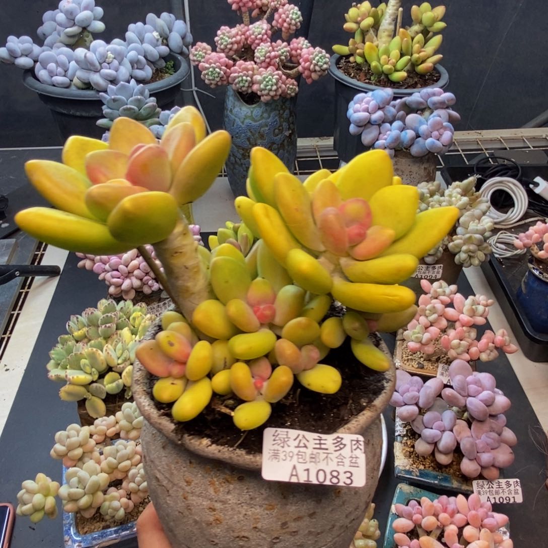 敏****˗083芒果奶多肉12c m