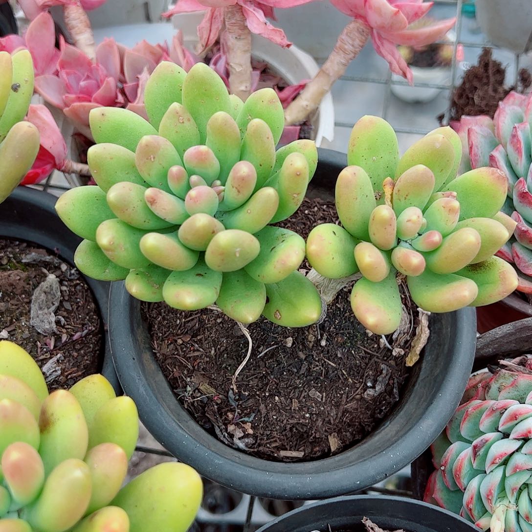 芒果奶双头起发精品