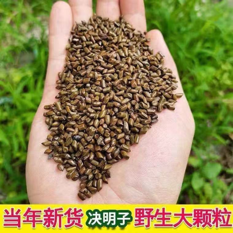正宗宁夏生决明子中药饮片可做枕头枕芯也可泡茶养生