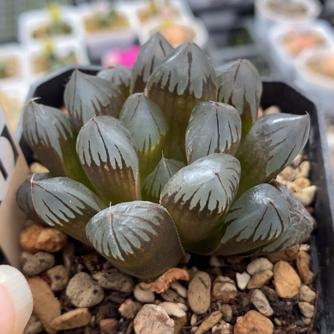 4水晶玉露锦一物一拍