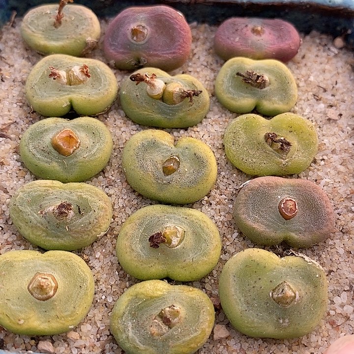 单头水晶鞋一颗          