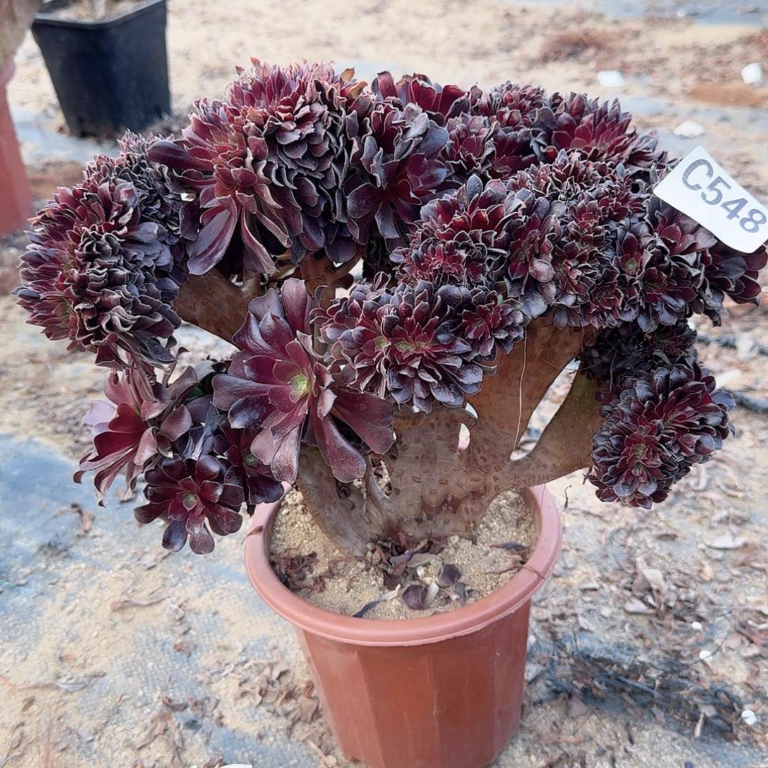 548欧紫一颗有叶子伤