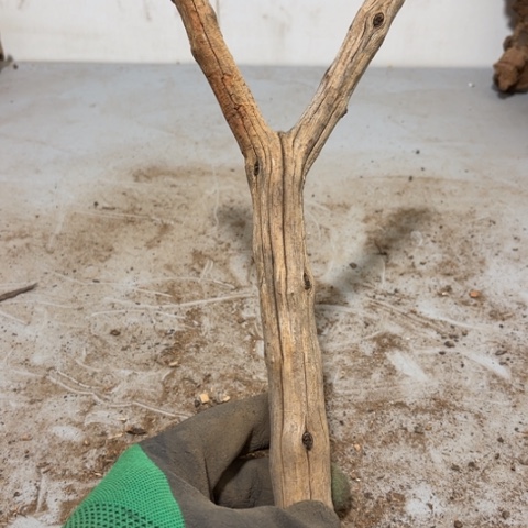 大果紫檀（缅甸花梨）@***程