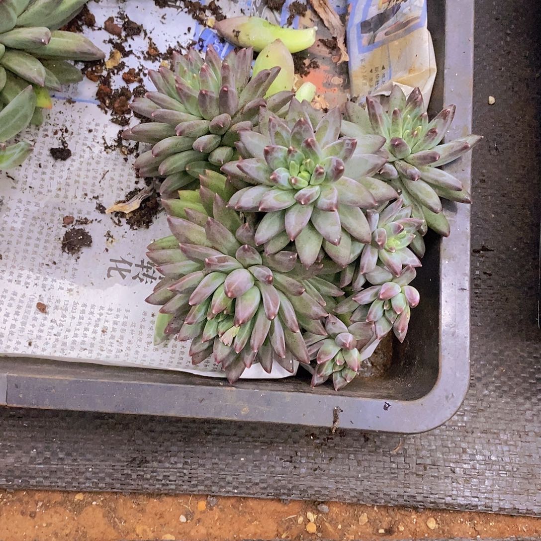 多肉植物多肉植物