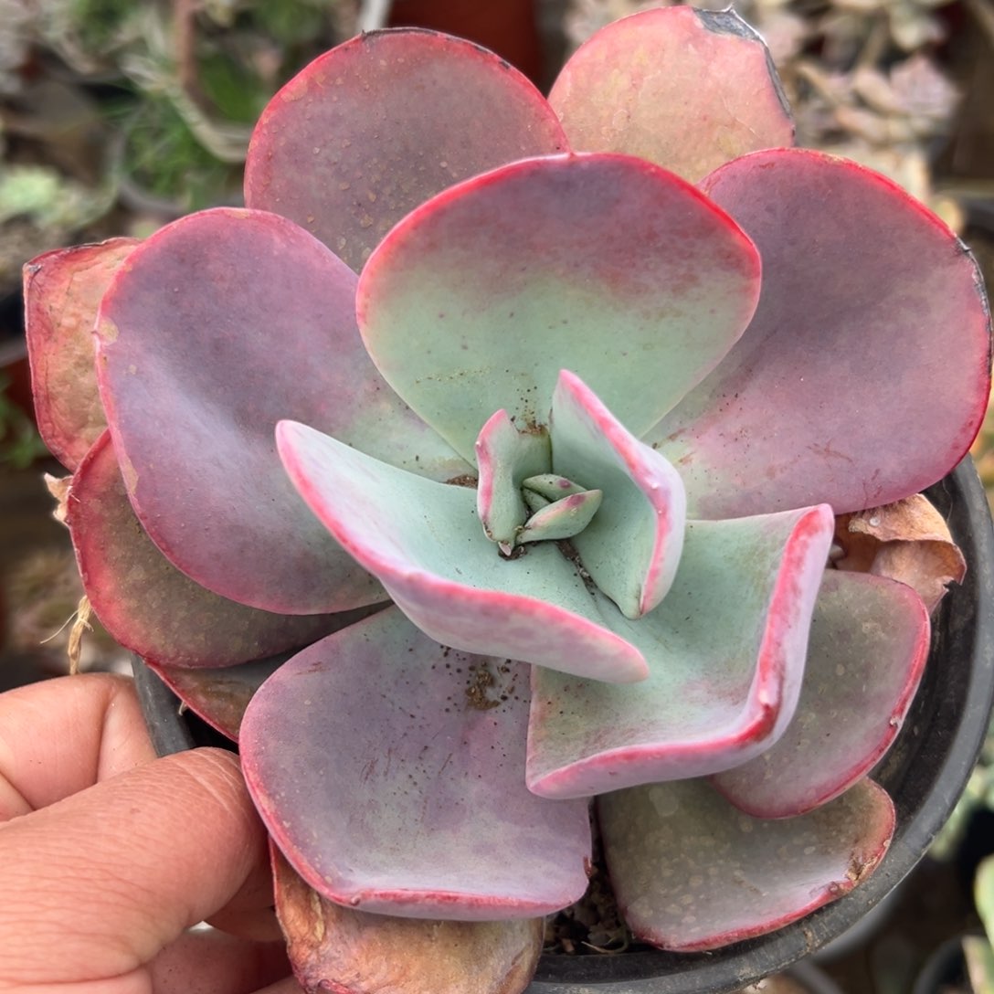 多肉植物多肉植物