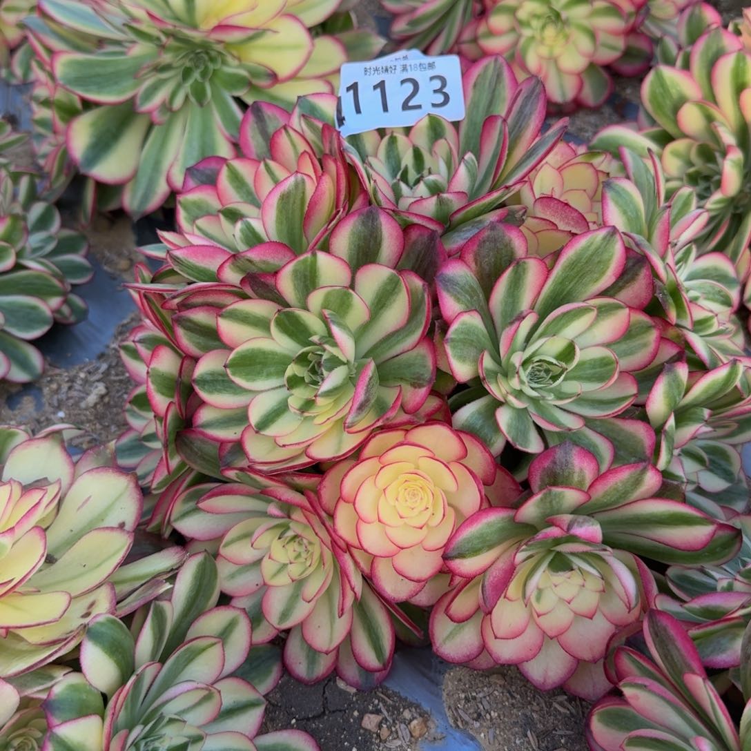 1123荔枝。多肉植物