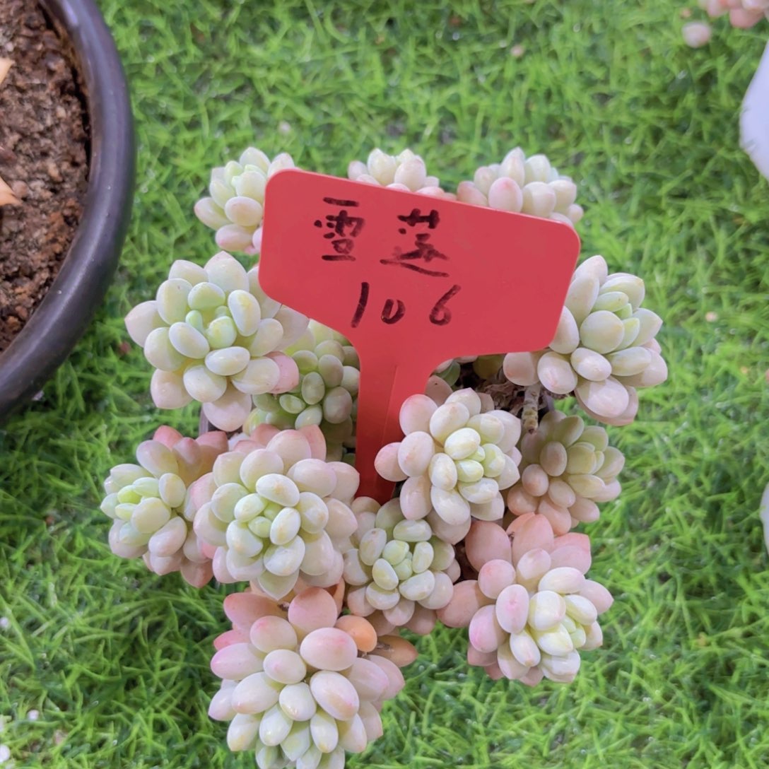 我的小可爱们都好可爱