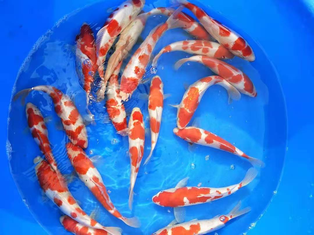 精品锦鲤适合缸养池养好养耐活