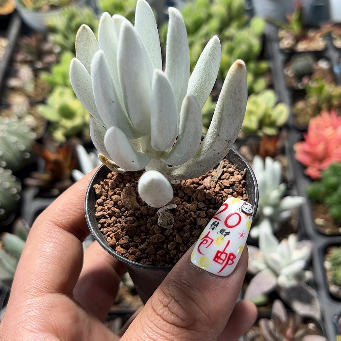 新月单头发货有根发货有根