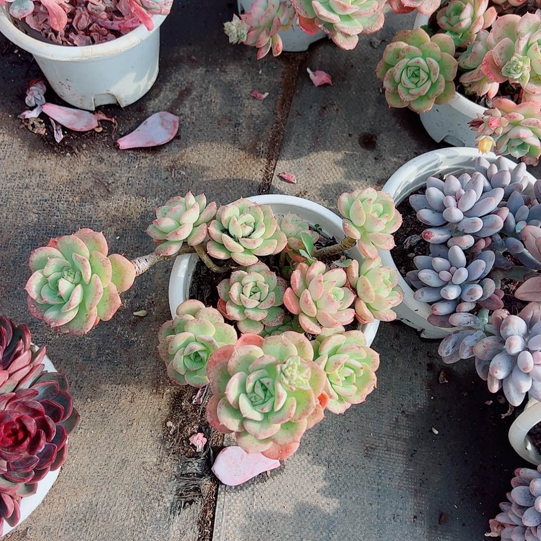 妮可沙拉玫瑰多头群生老桩特价