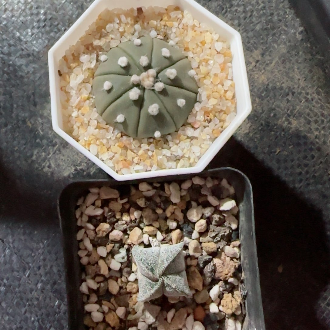 实生兜➕实生银莎鸾凤玉多肉