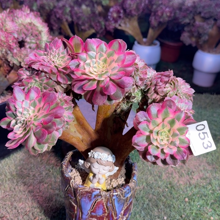 倾城法师缀化053法师锦