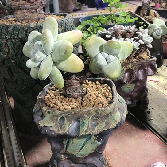 原产地拇指仙女棒杯