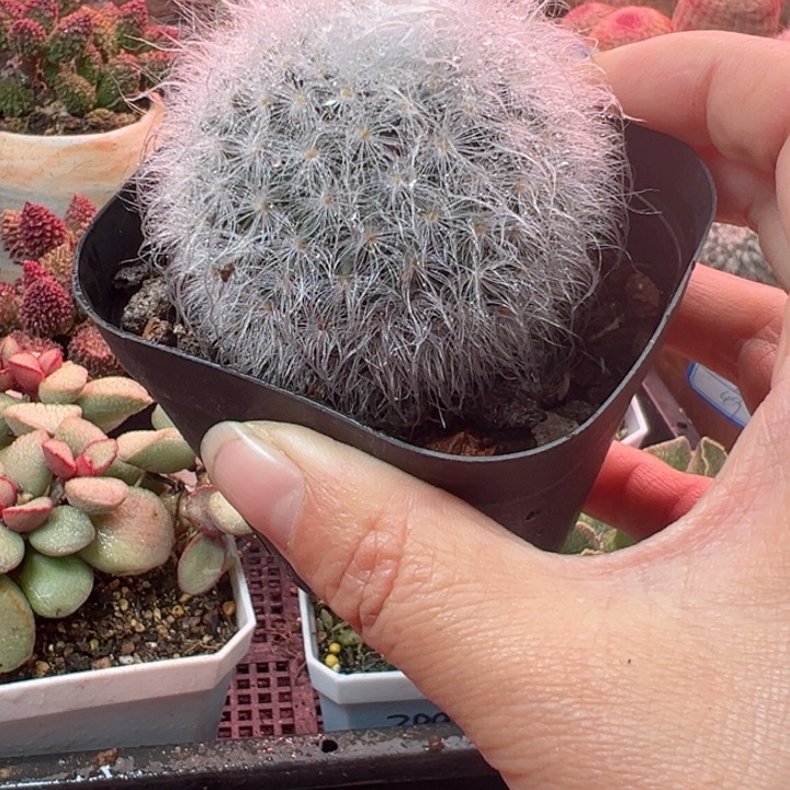 可以吗你说你不知道吗