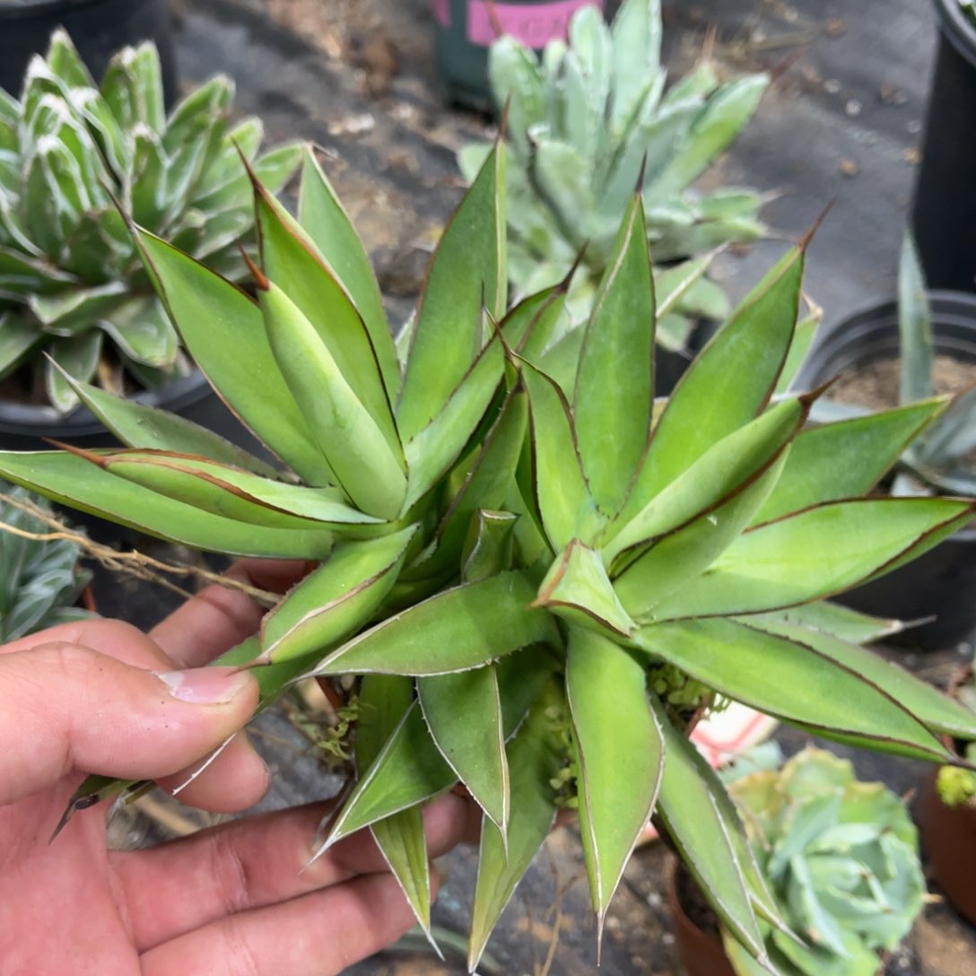 胧雷龙舌兰入门级