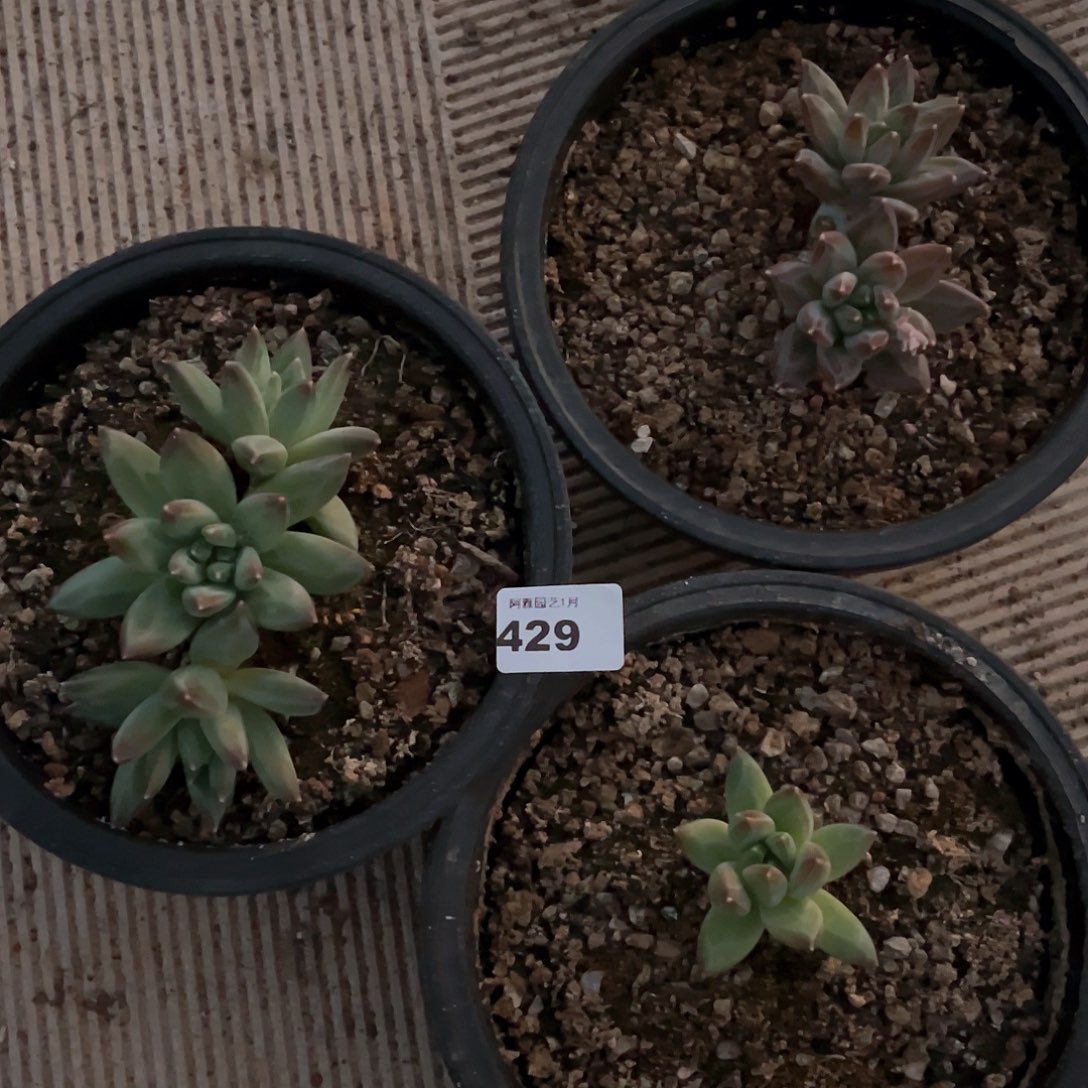 阿雅园艺。           429