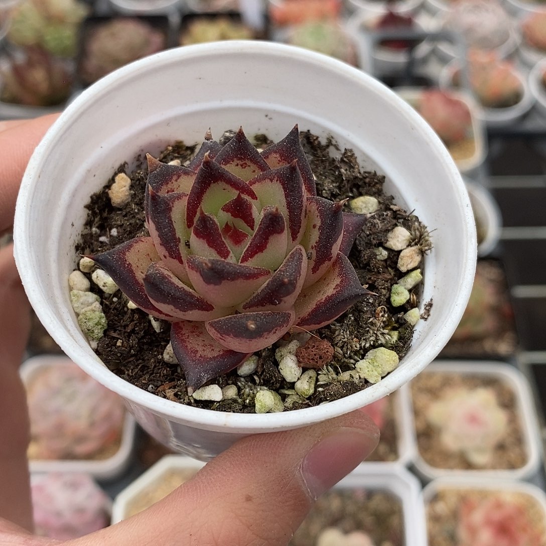 粉色的小可爱284