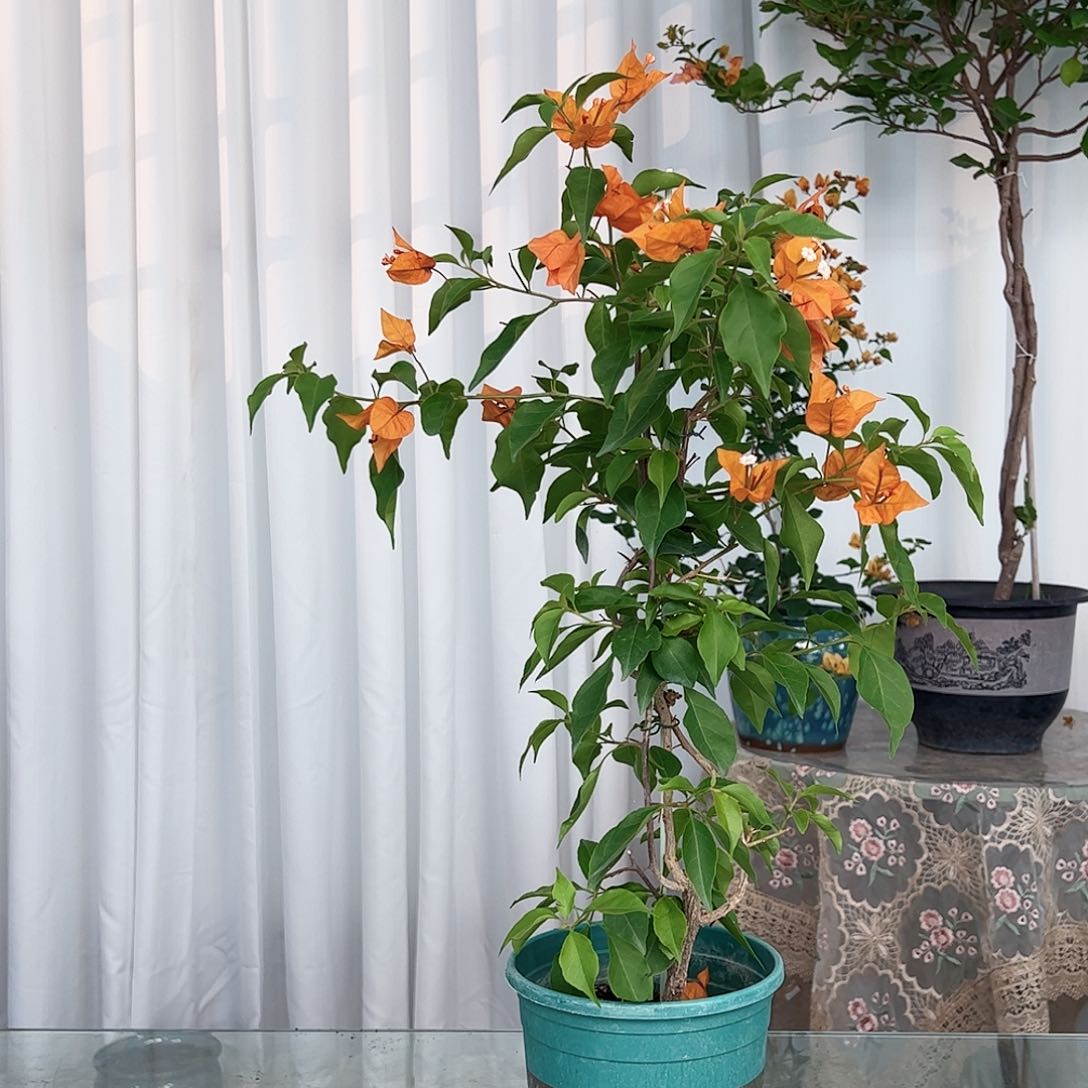 当前无花栽培后可以开花橙桑巴一颗，带花