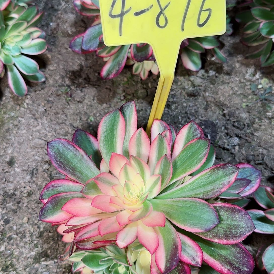 4-876---黑魔锦多头多肉