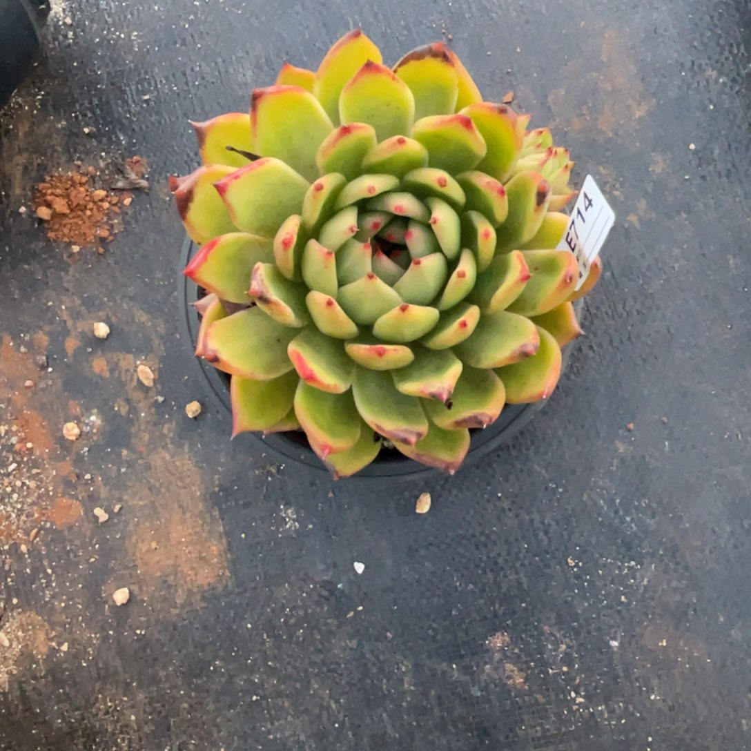 无花朵若茹东云单拍E714