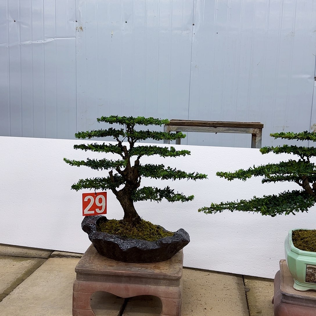 用***6无花朵罗汉松盆景