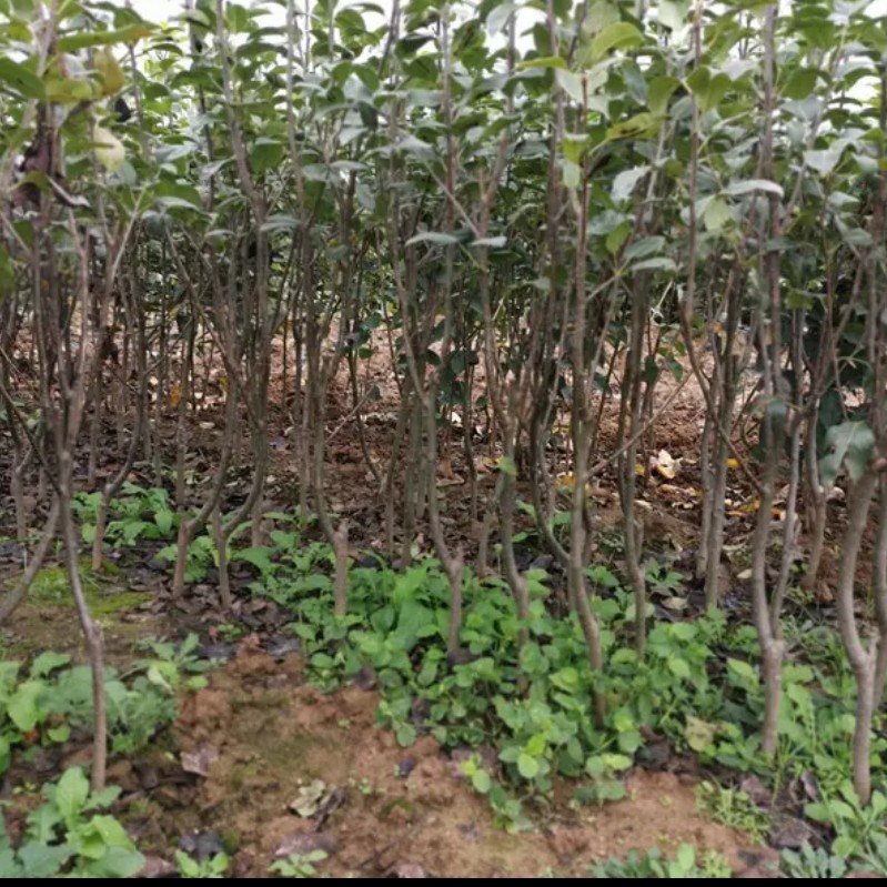 嫁接梨树苗适合盆栽地栽庭院南方北方种植