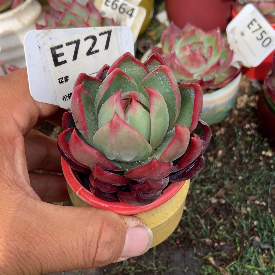 惊鸿一瞥，727号多肉