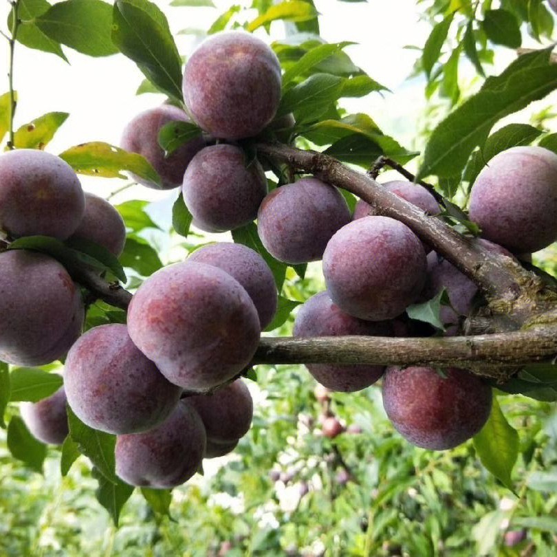 钱排银妃三华李子树苗特大号嫁接水果苗红心早熟新品种蜂糖李子苗