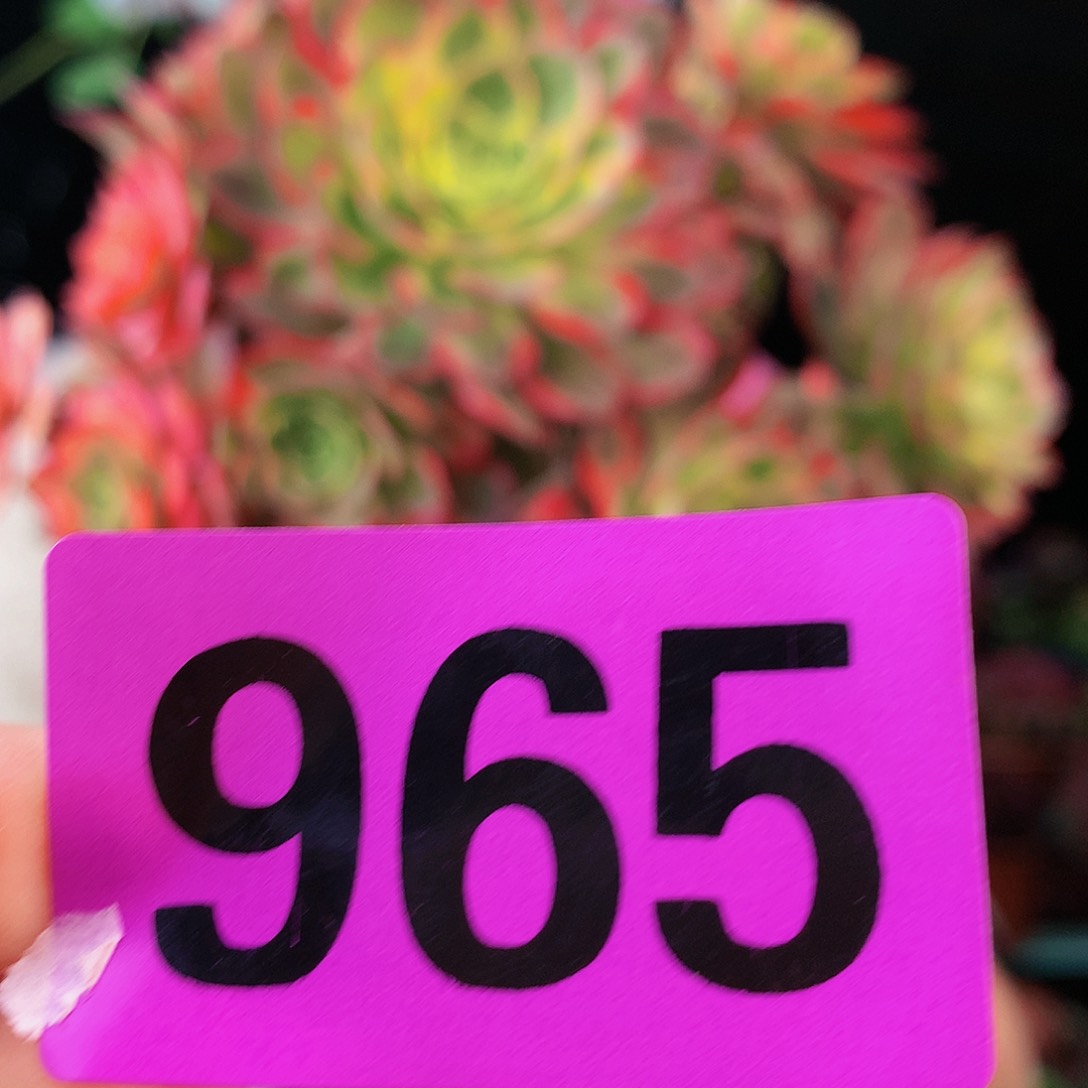 sssssssssssssssssssssssss965