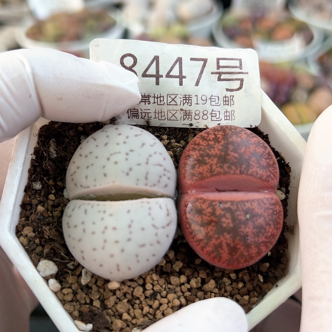 好养易活生石花大母本8447