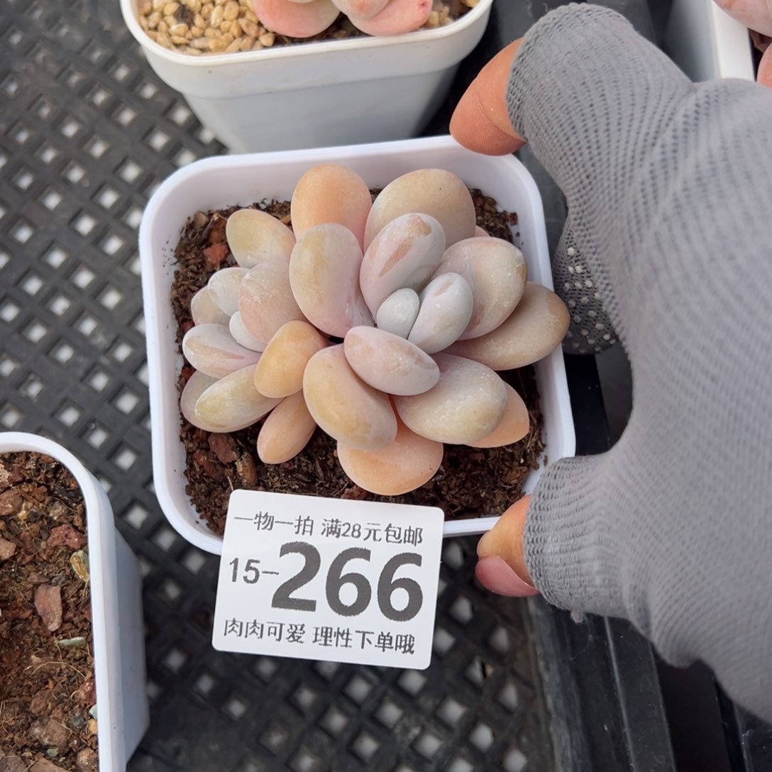 粉兔多肉多肉多肉多肉