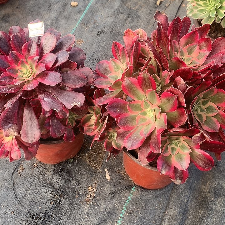 106两颗多肉植物