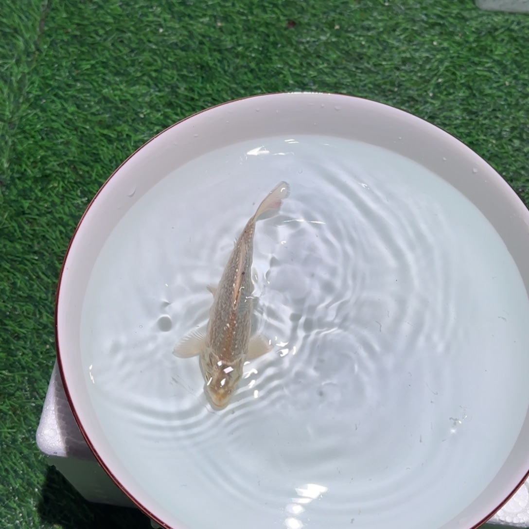 锦鲤锦鲤观赏鱼锦鲤