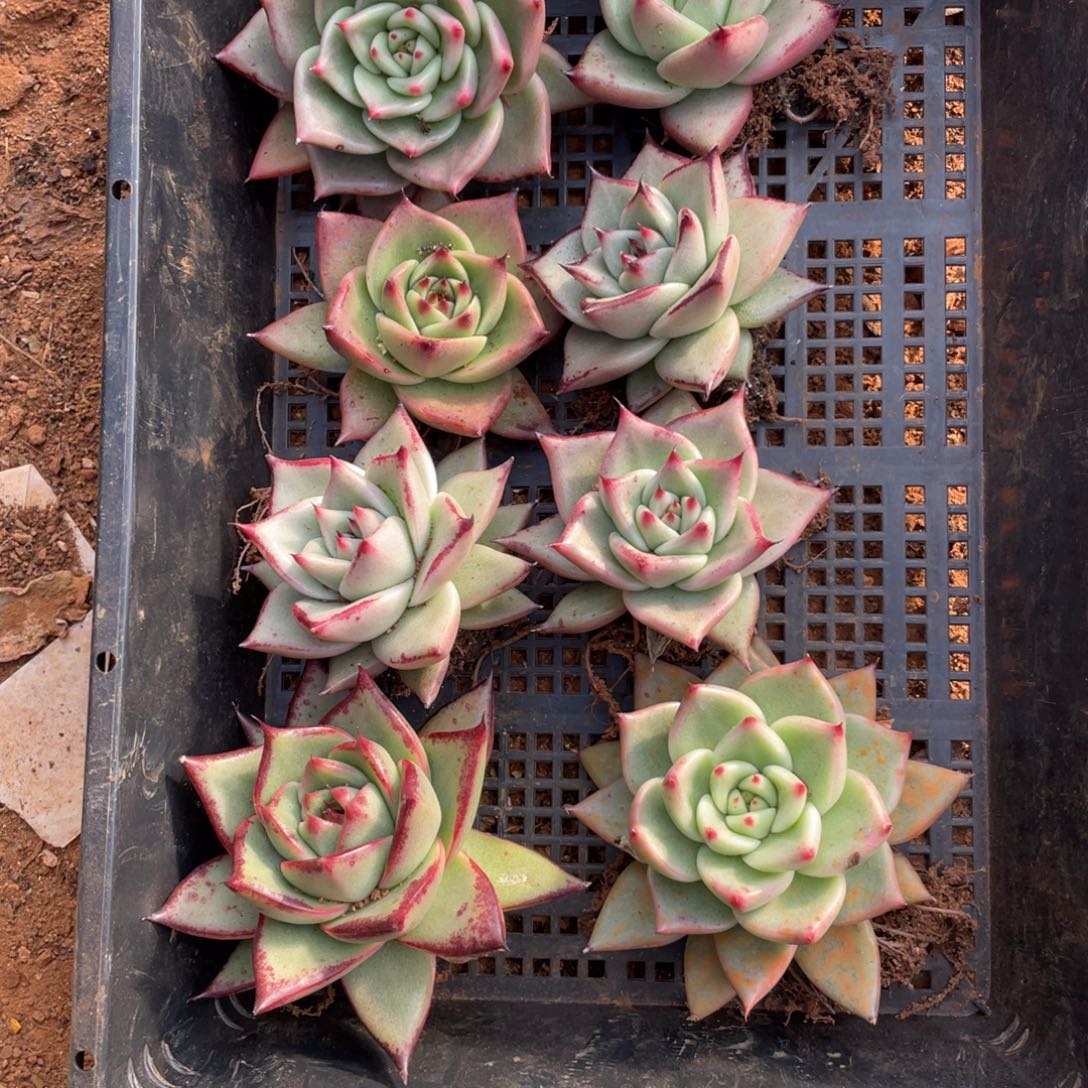 无花朵若如东云筐拍B504