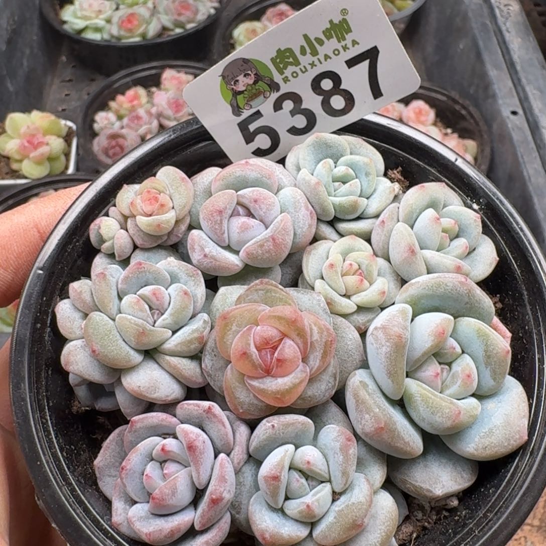 多肉植物多肉植物