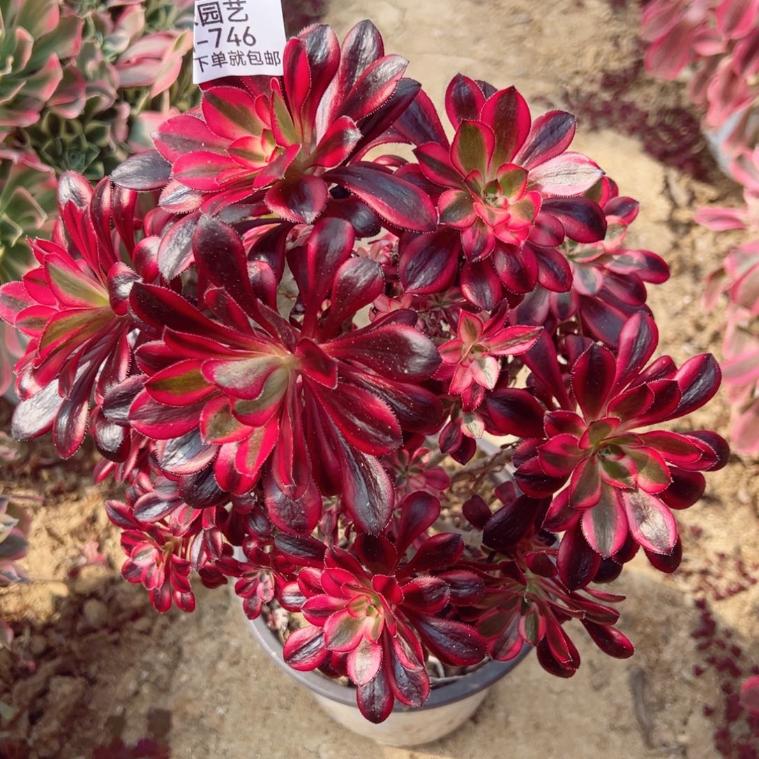 香奈儿砍头桩多肉植物746