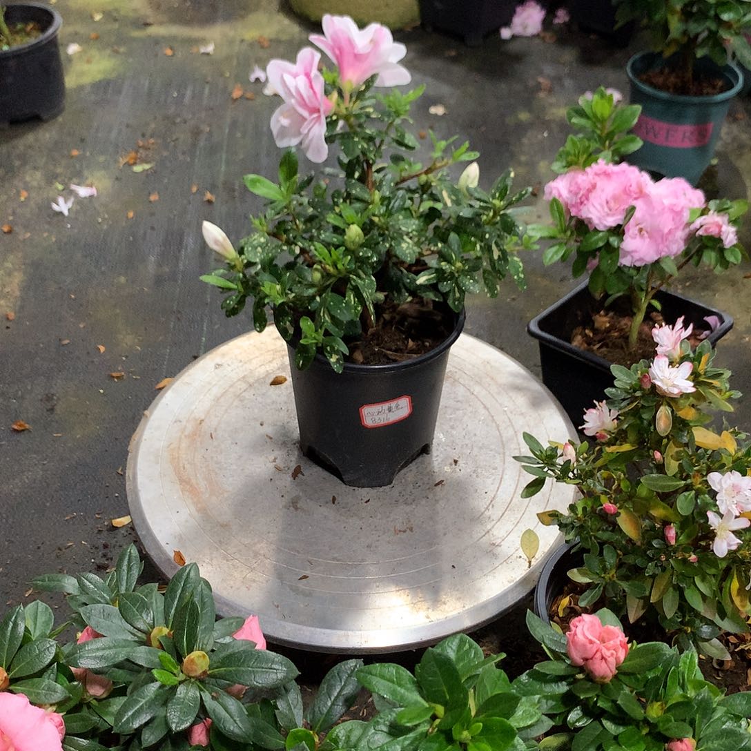 无花朵心动黄金心动黄金