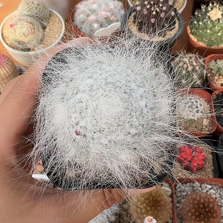 雪猿玉翁仙人球123