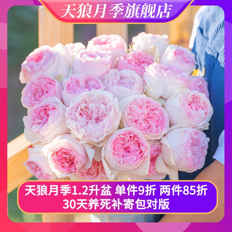 天狼月季 月季1.2升盆涵仙龙沙蓝雨等庭院阳台爬藤花卉