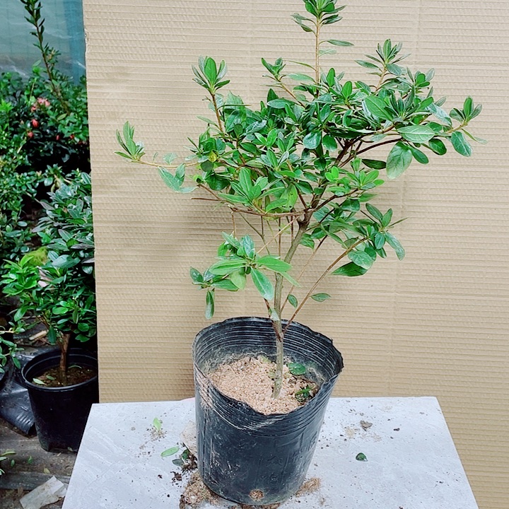 完全开放红珊瑚杜鹃