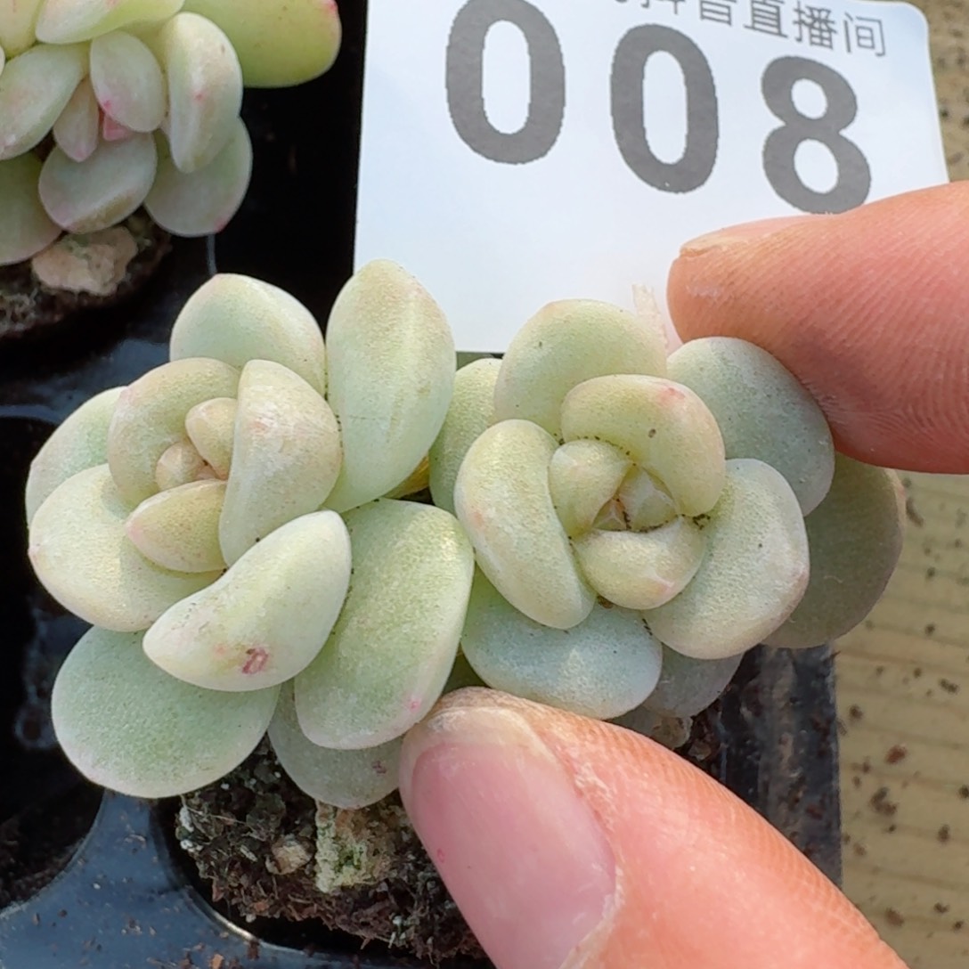 玉清风         精品多肉