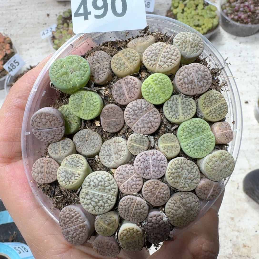 490。 彩富贵一盒。