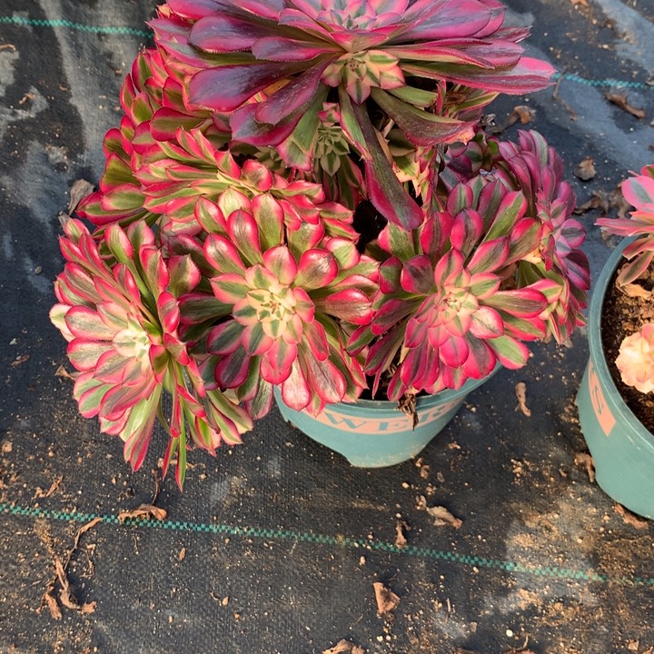 964红铜白多肉植物特价