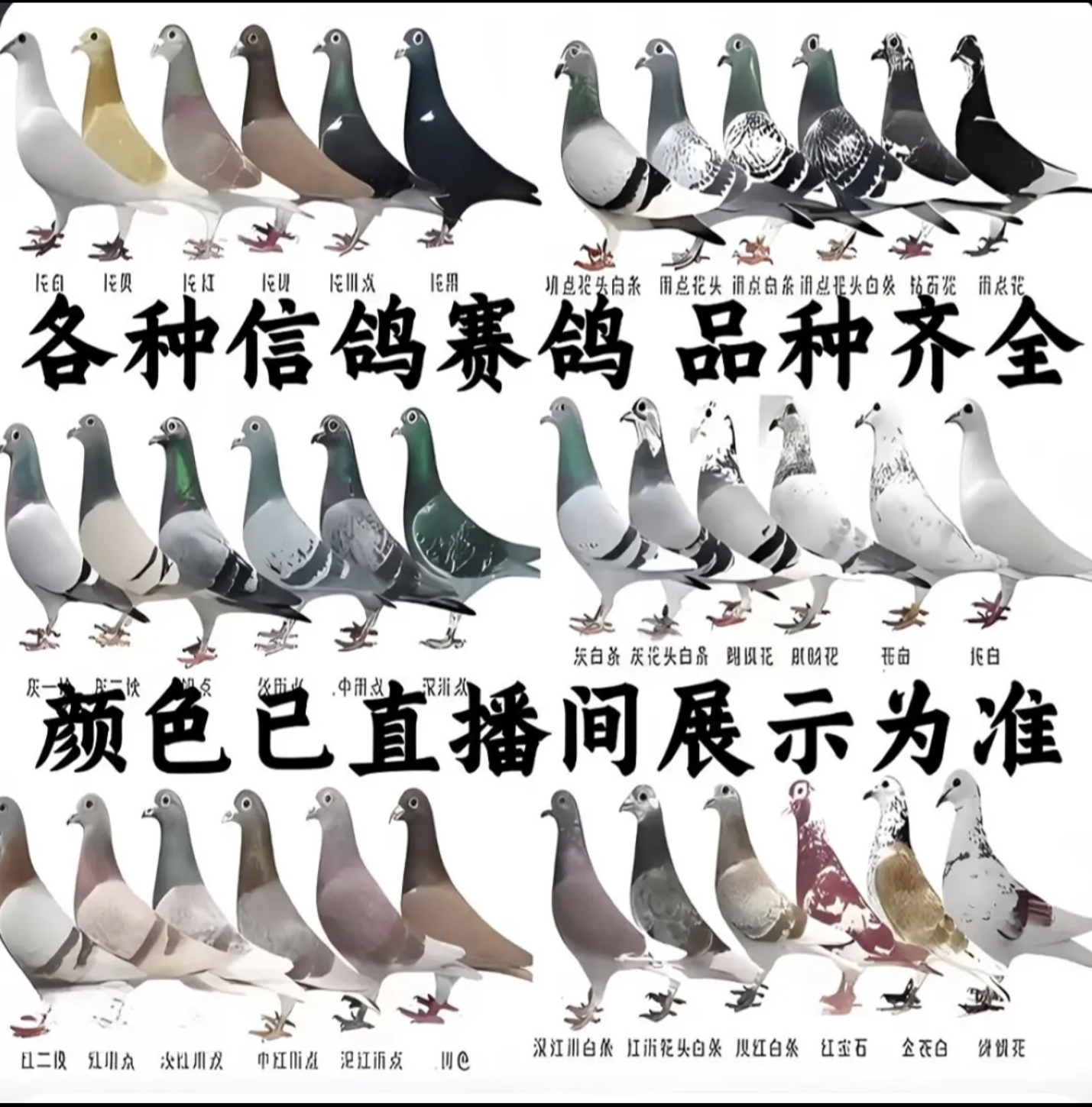 雨点白条红雨点羽色赛鸽种鸽飞鸽信鸽直播间自选