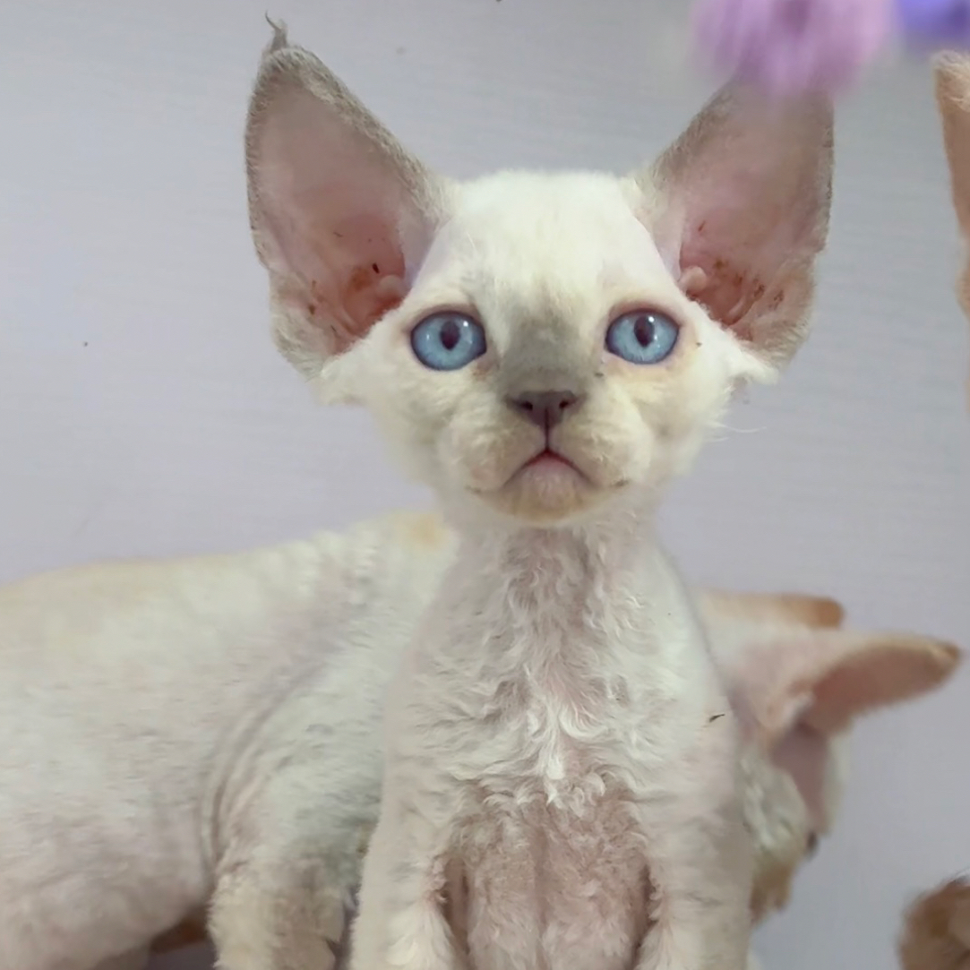 重点色德文弟弟德文卷毛猫活体猫幼崽