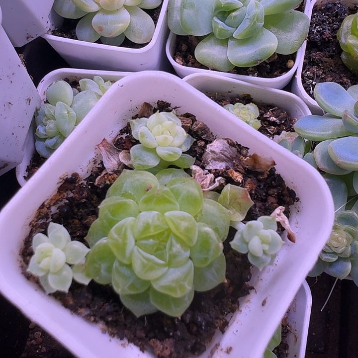黄财富福利一盆特价，