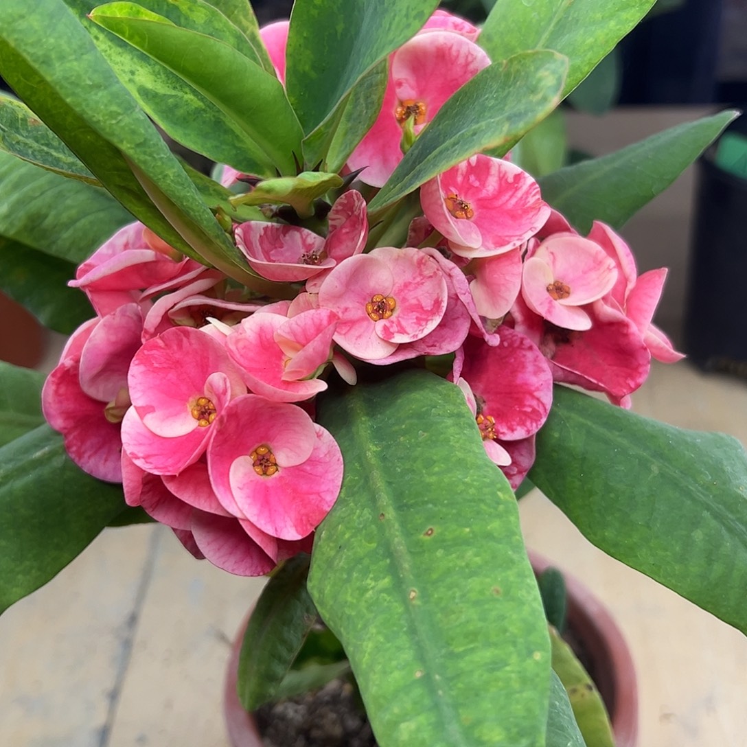 31泰国大花虎刺梅