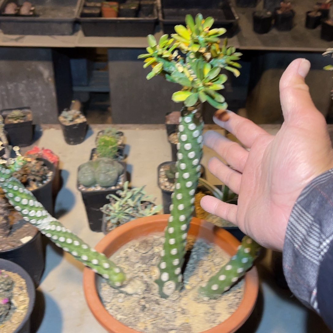 满38包邮2天凑单，脱土晾根发货多肉植物猪鼻大戟