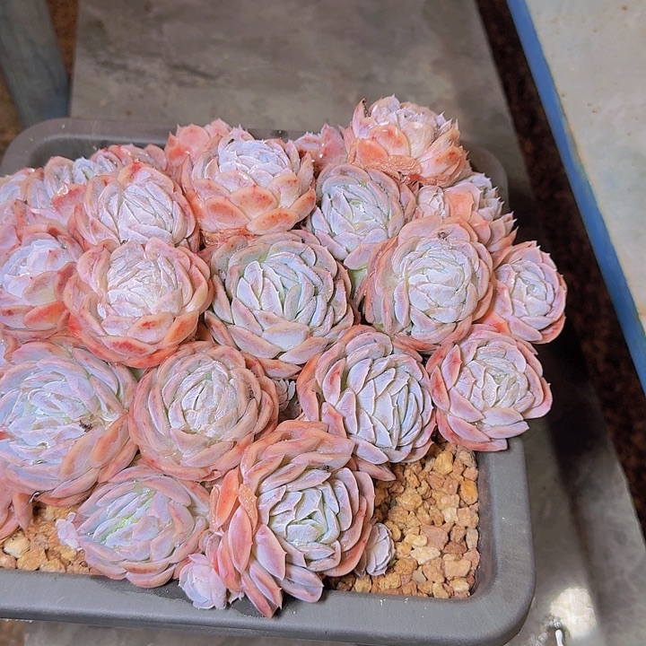 1491贝壳希纳多肉植物