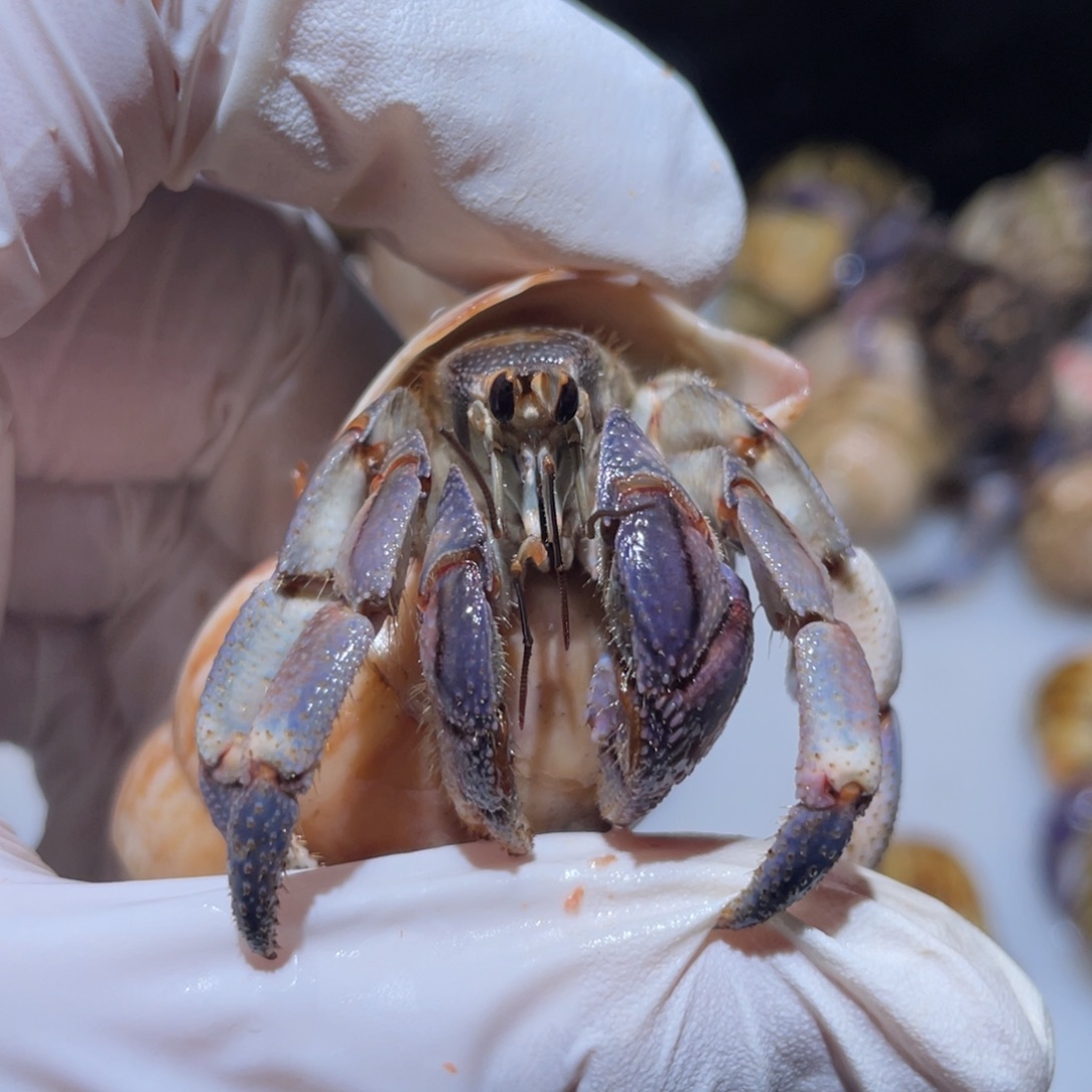 Y2-2.4紫陆福利特价